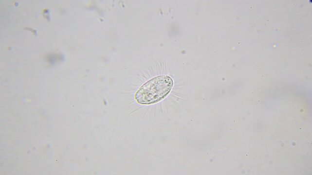 Ciliate from phylum Ciliophora stationary under 400x bright field microscopy. 4K scientific microscopy footage.