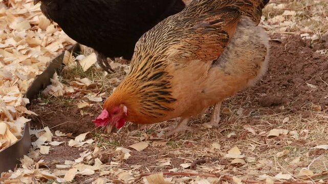 Backyard Chicken Foraging Slow Motion