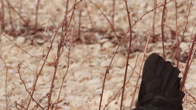 Backyard Chicken Foraging in Raspberry Patch in Winter