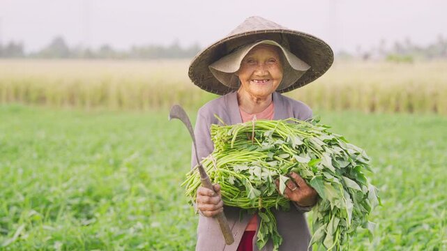 portrait, old indonesian woman vegetable farmer happy and smiling, water spinach or kangkung in hands, sickle farm tool, asian conical hat, indonesian, balinese people, women in agriculture, bali