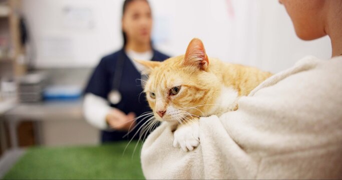 Woman, cat and vet for checkup in clinic with conversation, assessment and medical exam for animal services. People, doctor and pet advice for discussion, healthcare and neutered for surgery feedback