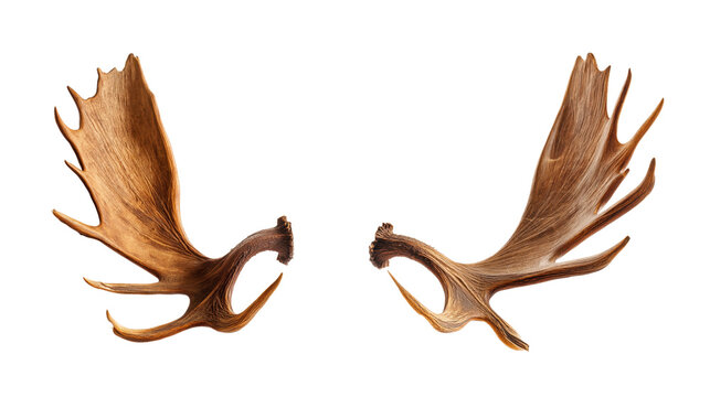 Magnificent massive rugged brown moose antlers with complex organic curves and textured bone surfaces, majestic wildlife decor mockup isolated on transparent background