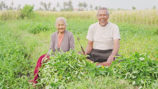 Husband and wife asian vegetable farmer in southeast asia, harvested water spinach or kangkung, sickle in hand, portrait smiling looking at camera, old couple on farm in bali, indonesia, grey hair 