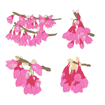 Cerasus campanulata 4 types from Showa Kinen Park