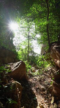 Sunlight streams through lush green trees at the entrance of Khao Chang Lon cave in Songkhla Thailand featuring a cinematic tilt up movement and natural morning sunburst.