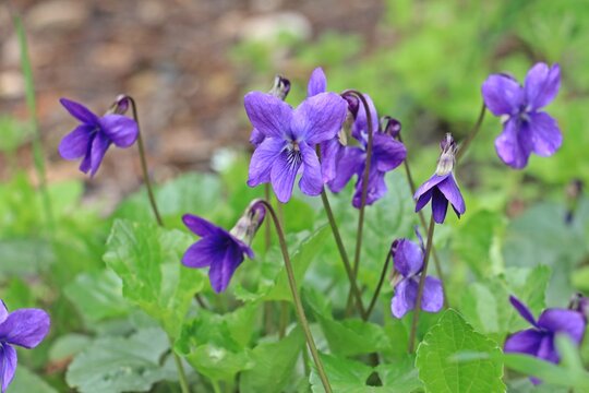Viola odorata (Fragrant Violet) is a perennial herbaceous plant species belonging to the Violaceae (Violet) family, bearing fragrant purple or white flowers. Flowering in spring, this species prefers 