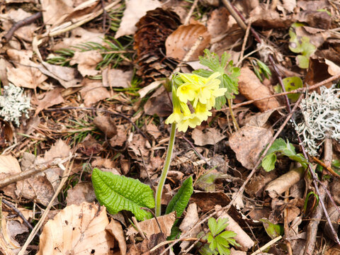 Primula veris in nature in spring.