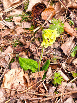 Primula veris in nature in spring.