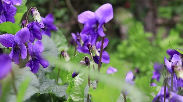 Viola odorata (Fragrant Violet) is a perennial herbaceous plant species belonging to the Violaceae (Violet) family, bearing fragrant purple or white flowers. Flowering in spring, this species prefers 
