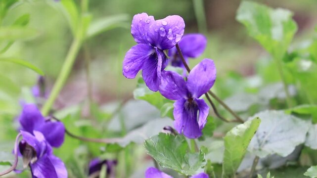 Viola odorata (Fragrant Violet) is a perennial herbaceous plant species belonging to the Violaceae (Violet) family, bearing fragrant purple or white flowers. Flowering in spring, this species prefers 