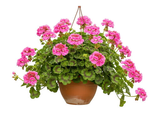 Vibrant pink geranium flowers in terracotta pot isolated on transparent background