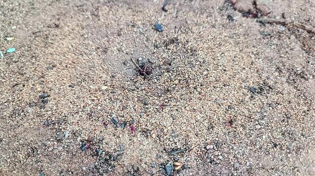 Hormigas Al Ataque Campal