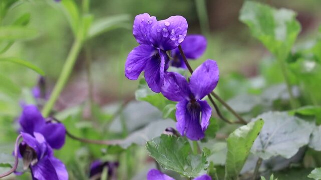 Viola odorata (Fragrant Violet) is a perennial herbaceous plant species belonging to the Violaceae (Violet) family, bearing fragrant purple or white flowers. Flowering in spring, this species prefers 
