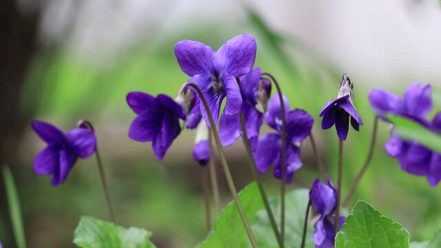 Viola odorata (Fragrant Violet) is a perennial herbaceous plant species belonging to the Violaceae (Violet) family, bearing fragrant purple or white flowers. Flowering in spring, this species prefers 