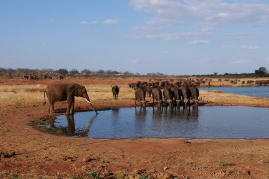 Afrikanische B&uuml;ffel und Elefanten am Wasserloch im Tsavo East Nationalpark in der Savanne in Kenia bei Voi