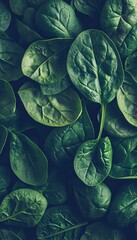 Fototapeta premium Fresh Natural Leaf Vein Spinach Leaves Creates Organic Green Background Pattern Design for Cooking