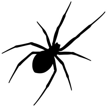 Black widow spider silhouette arachnid eight legs