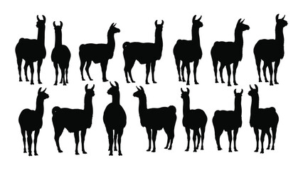 Naklejka premium Silhouette of multiple llamas standing in two rows on a white background