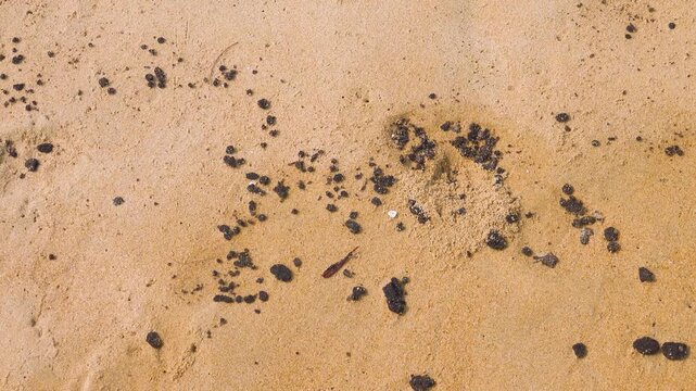 Oil pollution of sea and coast. Floating clot of fuel oil bring toxin to other parts of sea, secondary pollution. Sandy beach attacked by fuel. South China Sea