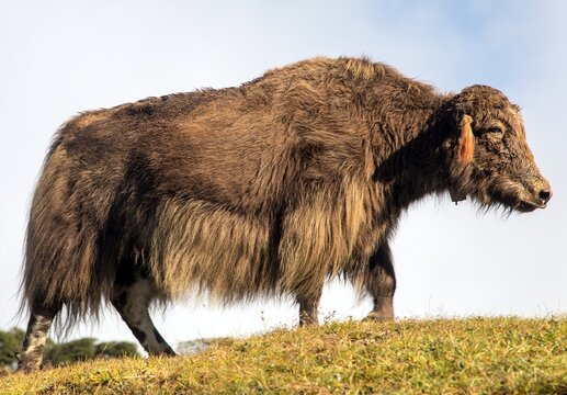 Yak or dzo, brown yak Bos mutus grunniens