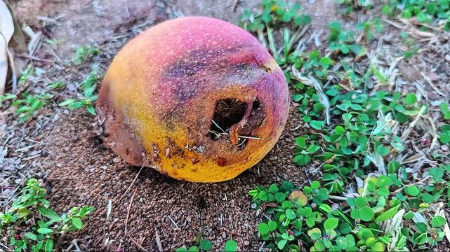 Mosca Asediada por hormigas Dulceras