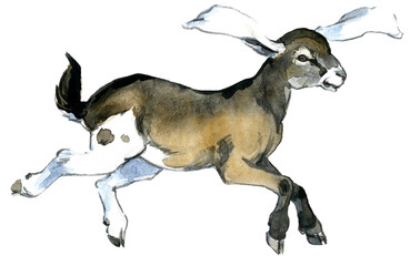 Fototapeta premium watercolor jumping anglo-nubian goat kid in motion isolated on white background 