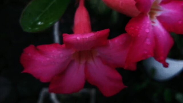 Vibrant pink petals glisten with dewdrops. Soft center reveals delicate, pale yellow heart. Natural beauty pulses with freshness and quiet grace. Ideal for floral themes, nature inspiration