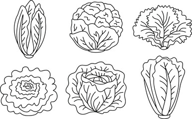 Fototapeta premium lettuce and cabbage Collection of six different types of illustrations line art bundle set