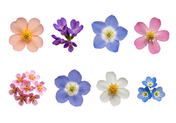Naklejka premium Collection of various colorful spring flowers isolated on transparent background