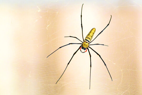 Nephila pilipes in Thailand