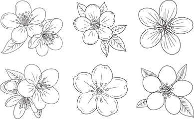 Fototapeta premium Sakura Flower Outline Collection line art bundle set