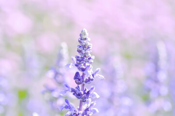 Obraz premium salvia blue giant or Blue Salvia, Mealy Cap Sage or Salvia farinacea Benth or Salvia farinacea or Salvia sp or Lamiaceae or purple flower
