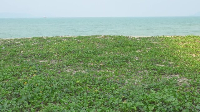 A continuous single-species thicket (salt tolerant plant) of beach morning glory (Ipomoea pes-caprae) on the sandy shore of the South China Sea. Vietnam