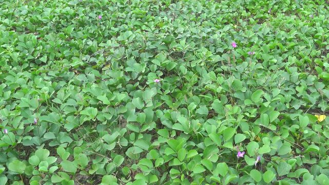 A continuous single-species thicket (salt tolerant plant) of beach morning glory (Ipomoea pes-caprae) on the sandy shore of the South China Sea. Vietnam