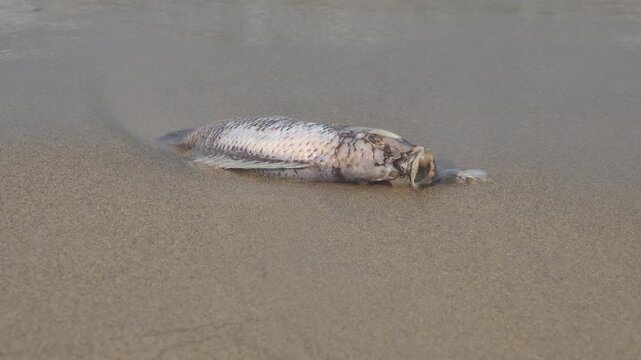 Dead tilapia on the shore of the South China Sea