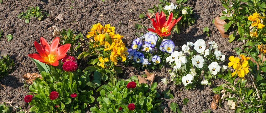 Fr&uuml;hlingsblumen Fr&uuml;hbl&uuml;her Blumenbeet