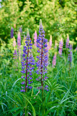 Fototapeta premium Purple lupin flowers blooms in the field in warm sunshine.