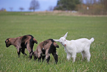 Fototapeta premium Little kids are grazing in a green meadow.