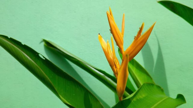 Red Ants on Tropical Yellow Flower, Heliconia Plant with Bright Green Background