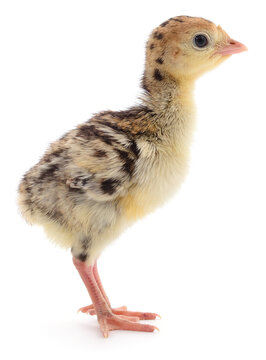Young domestic turkey poult standing isolated on white