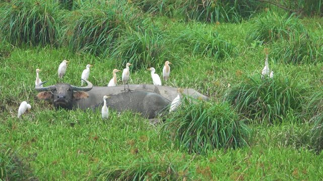 A classic pastoral painting of South Asia. Watering water buffalo in swamp and cattle egrets (Bubulcus ibis)