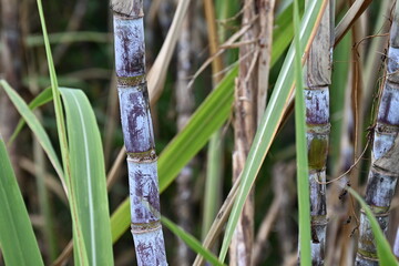 Fototapeta premium Canne à sucre bleue
