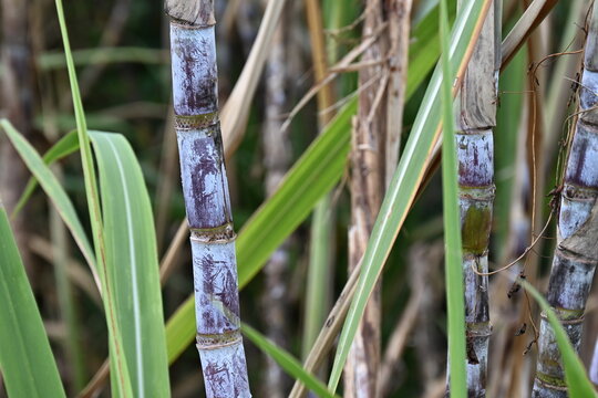 Canne &agrave; sucre bleue