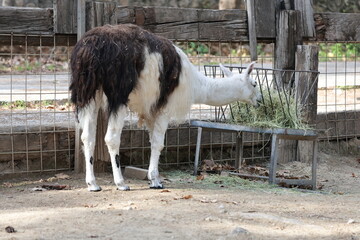 Llama nature enclosure. Animal watching funny llama. High quality 4k footage © Broker_Aleksandr