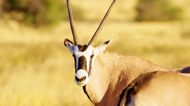 Close up of a Gemsbok (Oryx gazella) Looking into the camera standing in Savanah