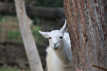 Llama nature enclosure. Animal watching funny llama. High quality 4k footage © Broker_Aleksandr
