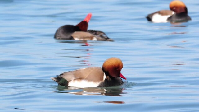 Slow motion of the red-crested pochard (netta rufina). A male with splendid plumage swim slowly on the calm waters of the lake
together with the group