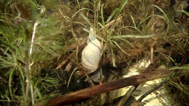 Pond Snail Crawling in a Wetland, Under Water View. Pond snail (Lymnaea stagnalis) exploring aquatic vegetation in a forest wetland.