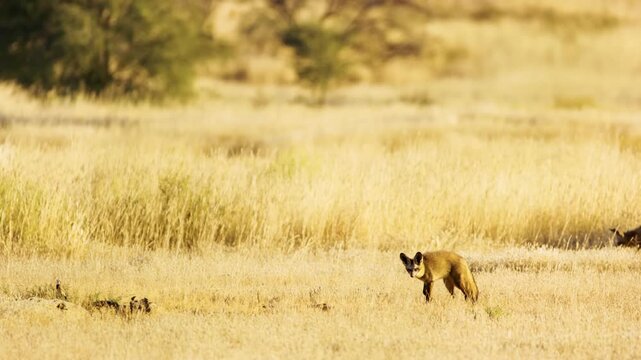 Three bat eared fox (Otocyon megalotis) Searching for food in Savanah