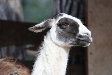 Llama nature enclosure. Animal watching funny llama. High quality 4k footage © Broker_Aleksandr
